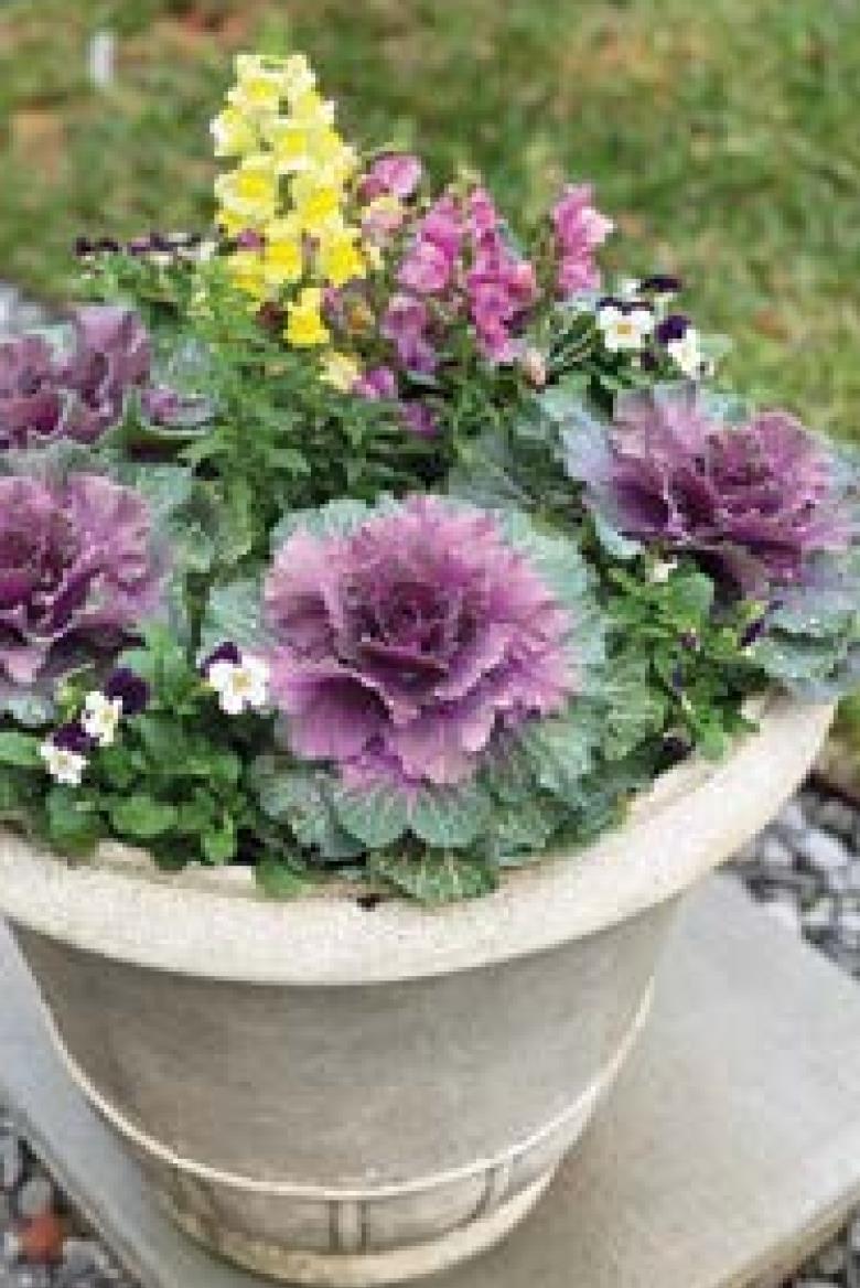 Caring for container plants