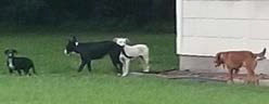 Feral dog pack evade police