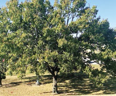 Drought stress in trees and what to do about it