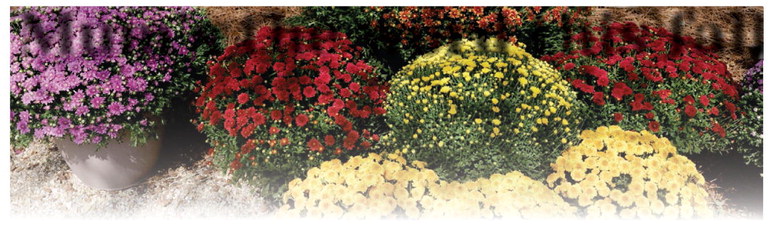 Mum’s the word this fall