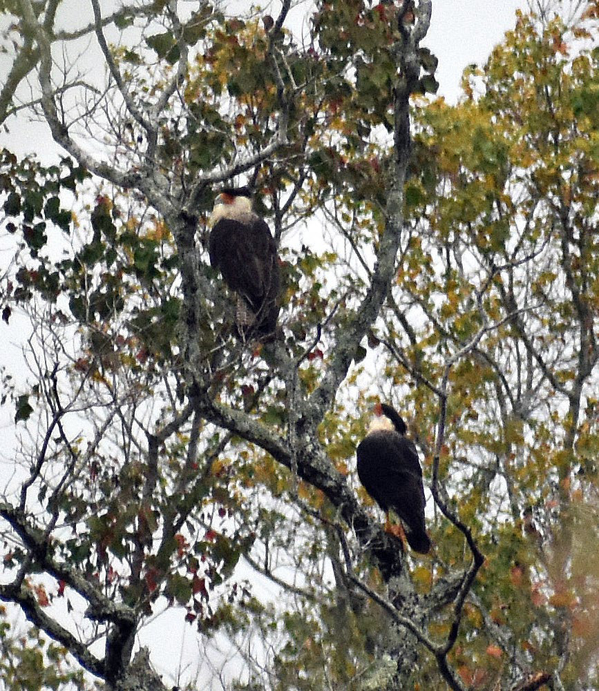 LACASSINE WILDLIFE