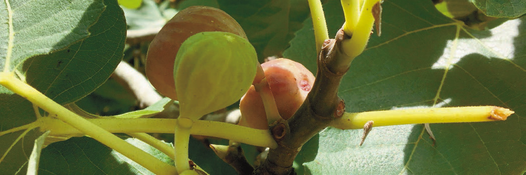 Louisiana fig trees: History, care, best varieties