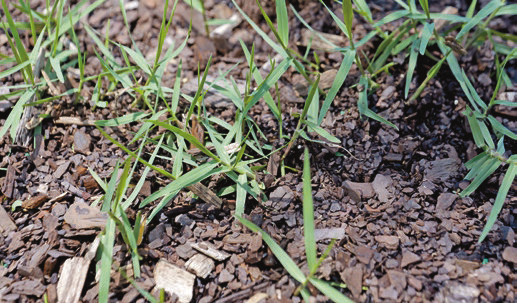 Torpedograss is notoriously difficult to control. It can be identified by its unique bluegray color and aggressive growth habit. Photo by Olivia McClure/LSU AgCenter
