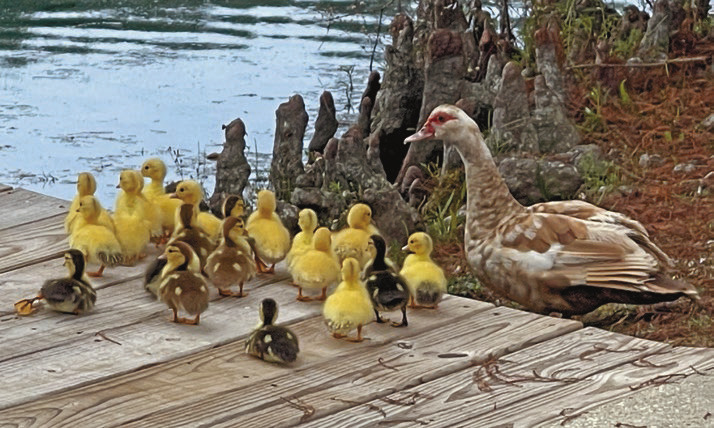 Ducks on Parade