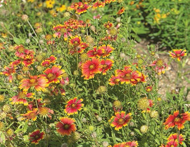 Monarch mayday: Send in the natives