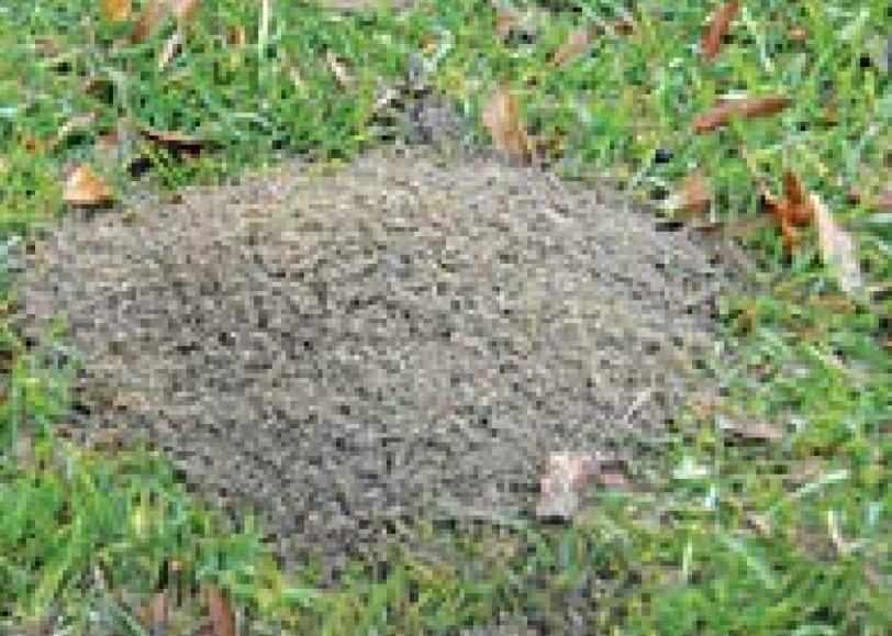 Get ahead of fire ants