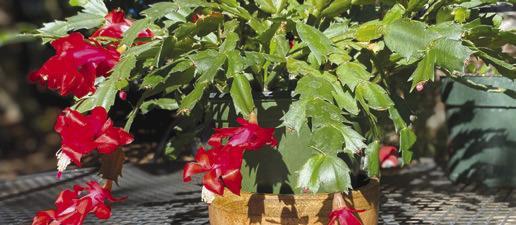 DECK the HALLS with green and things