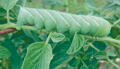 This time of year, various bugs, including this Tomato Hornworm, can wreak havoc on tomato plants. LSU AgCenter Assistant Extension Agent Kim Landry offers important information and tips for protecting sweet summer tomato plants. Submitted photos