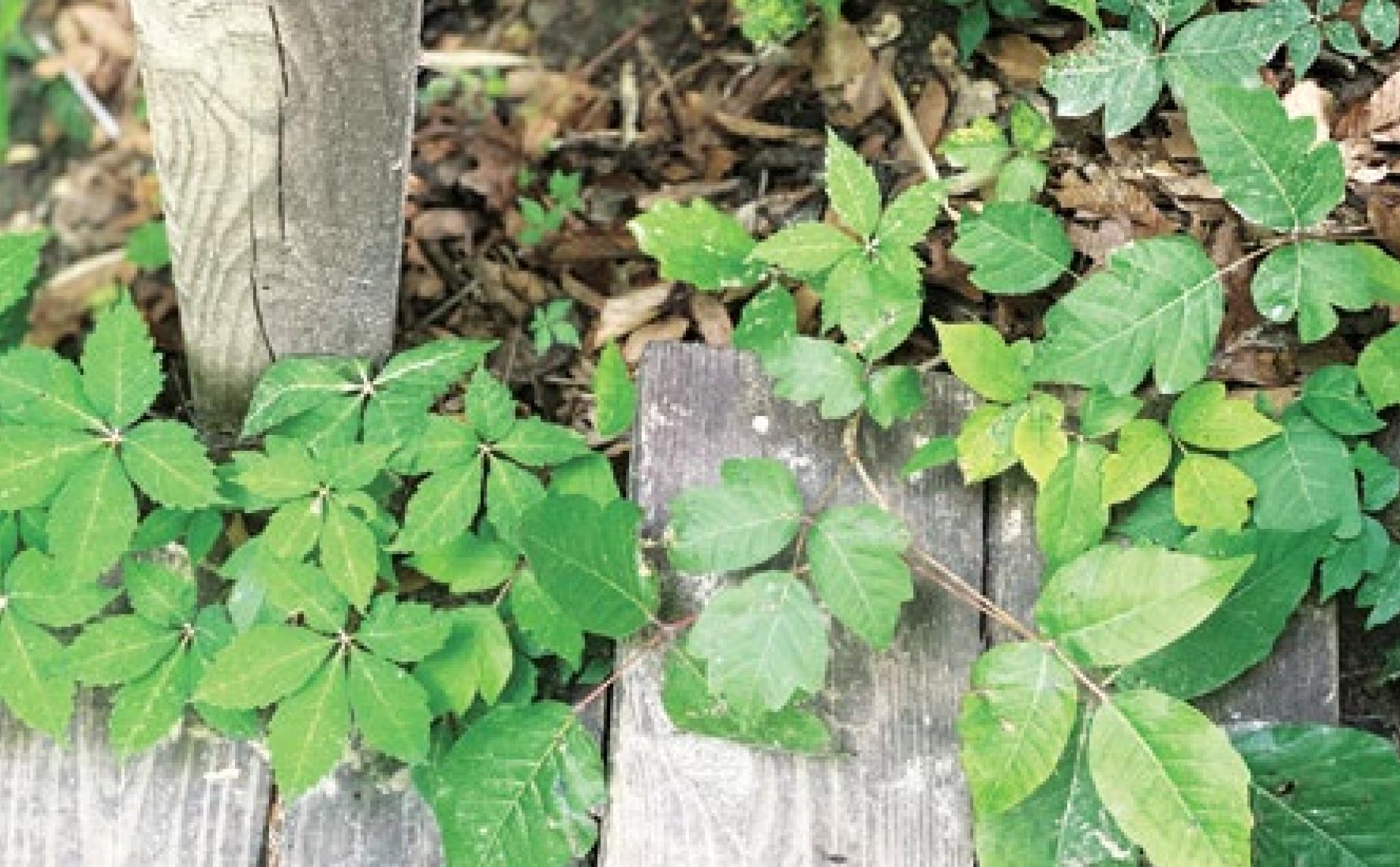 Leaves of three, let it be