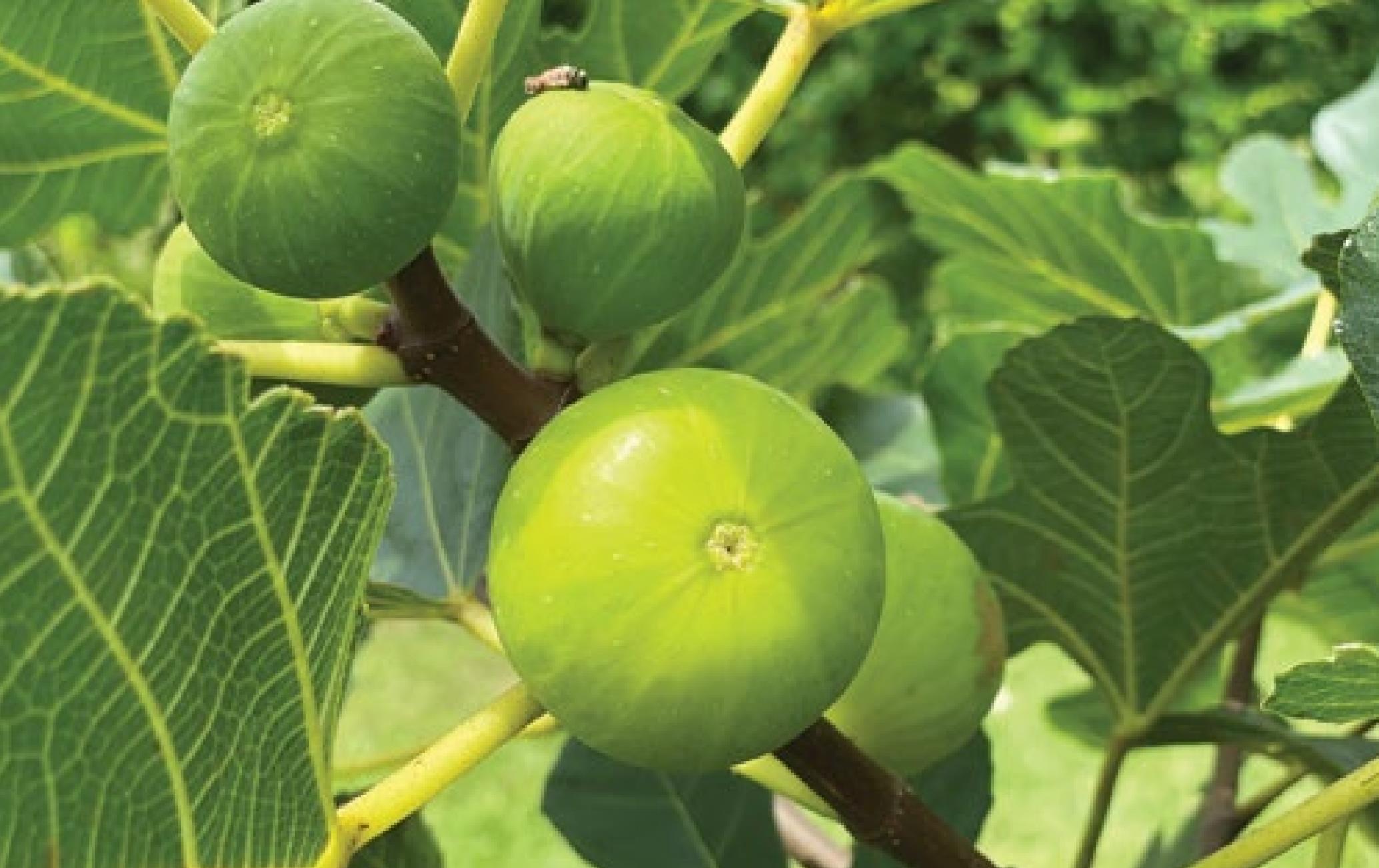 TIPS FOR GARDENING IN JULY