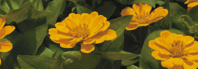 Zesty zinnias named Louisiana Super Plant for spring 2024