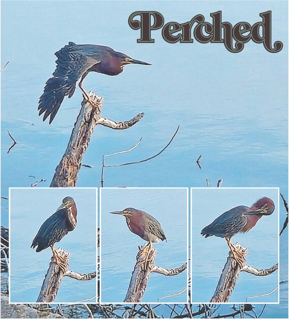 Perched