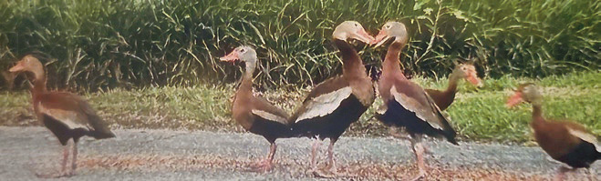 Duck Spotting