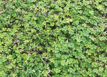 For a beautiful spring lawn, get to work now