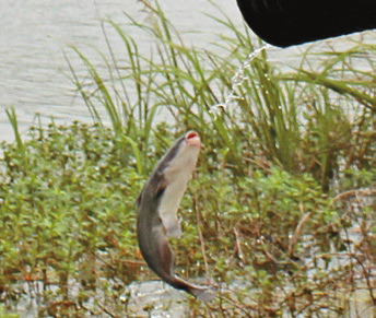 	I-10 Park stocked with catfish