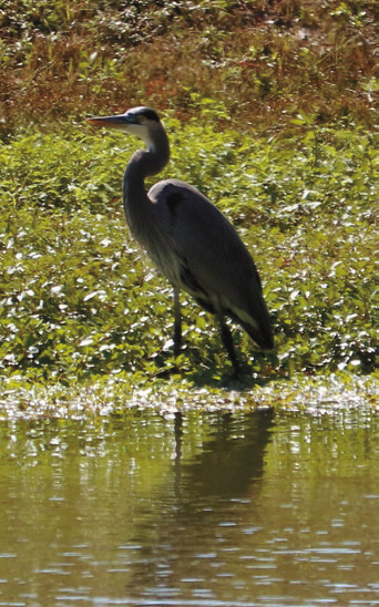 New Louisiana bird website available