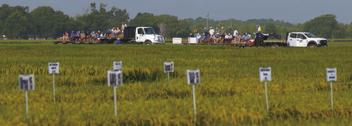 People ride trailers as they tour the LSU AgCenter H. Rouse Caffey Rice Research Station during the facility’s 117th annual field day held June 24. Photo by Olivia McClure/LSU AgCenter