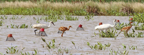 Whooping cranes wander through the crawfish fields with their young chicks. Officials with the Louisiana Department of Wildlife and Fisheries announced a successful nesting season, setting a new record for the state’s program. Photo courtesy of LDWF digital library