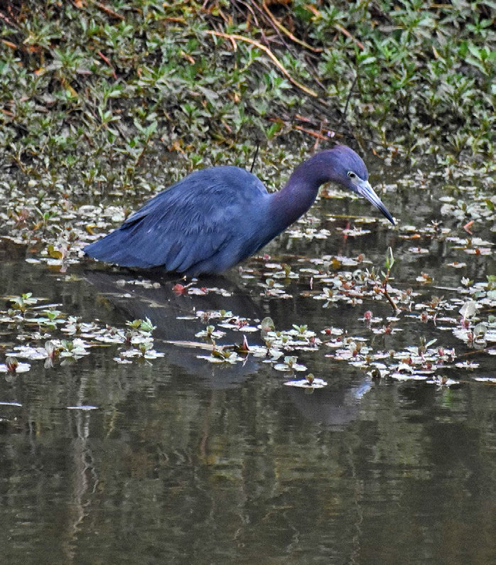 Heron Habitat