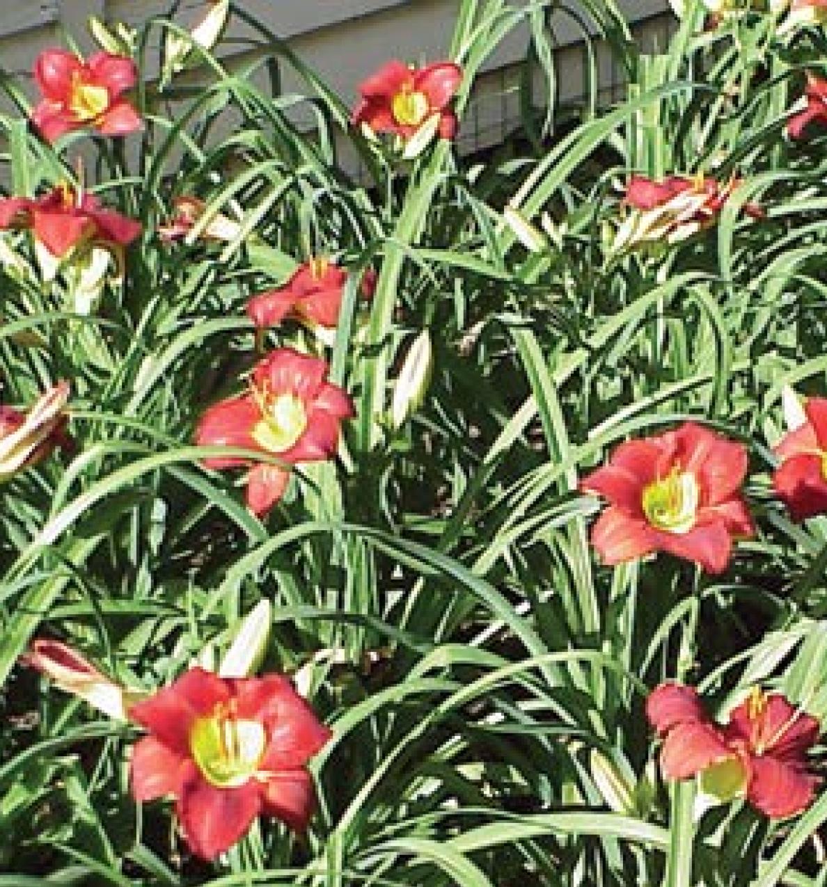 August gardening means going slow