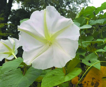 Native plants, moon gardens: gardening trends to watch in 2024