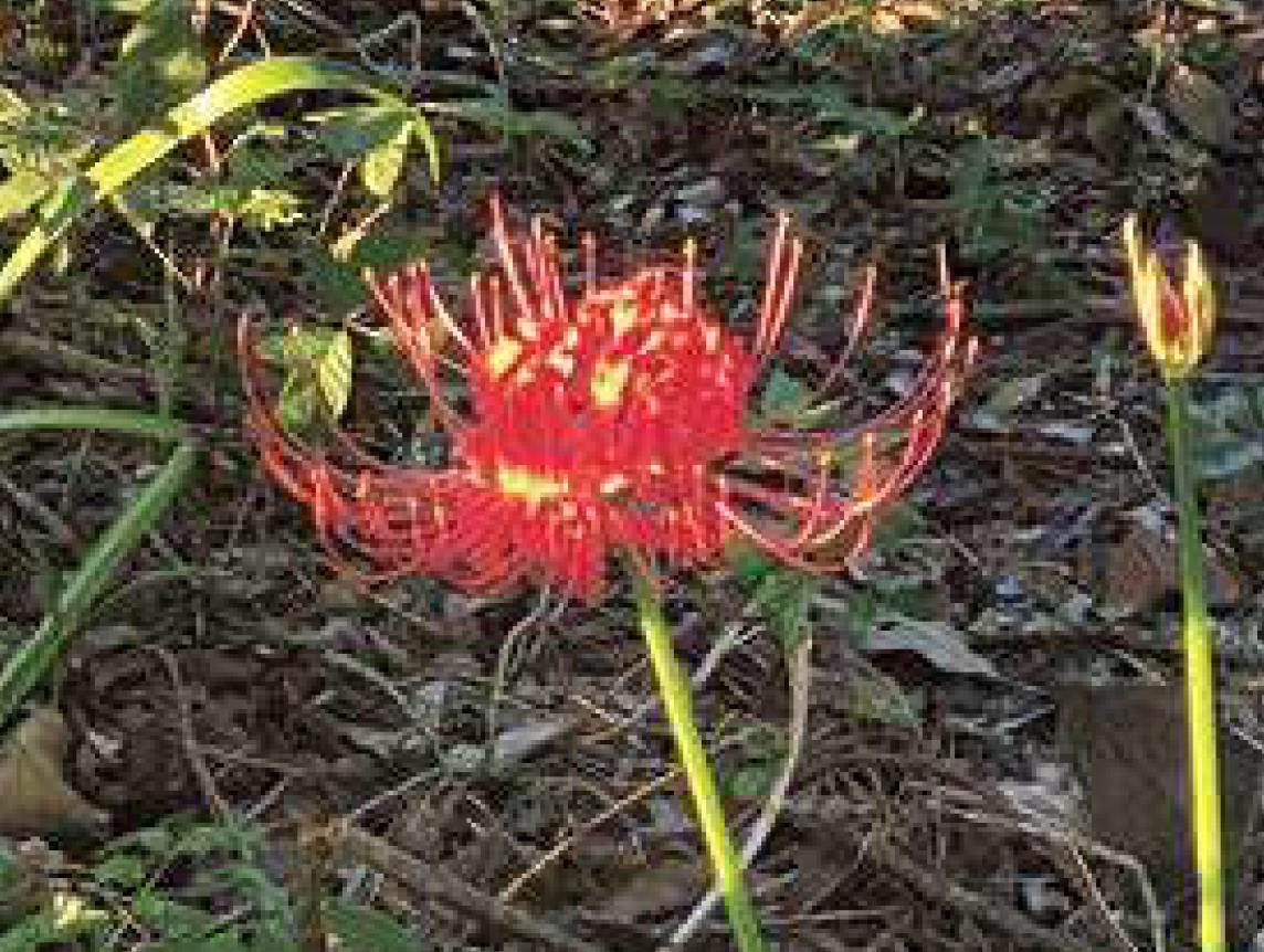 A flower for hurricane season