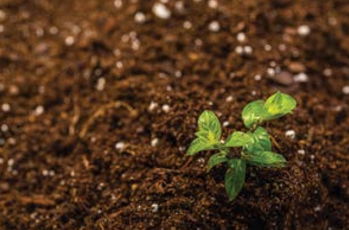 How to prepare a garden for spring planting