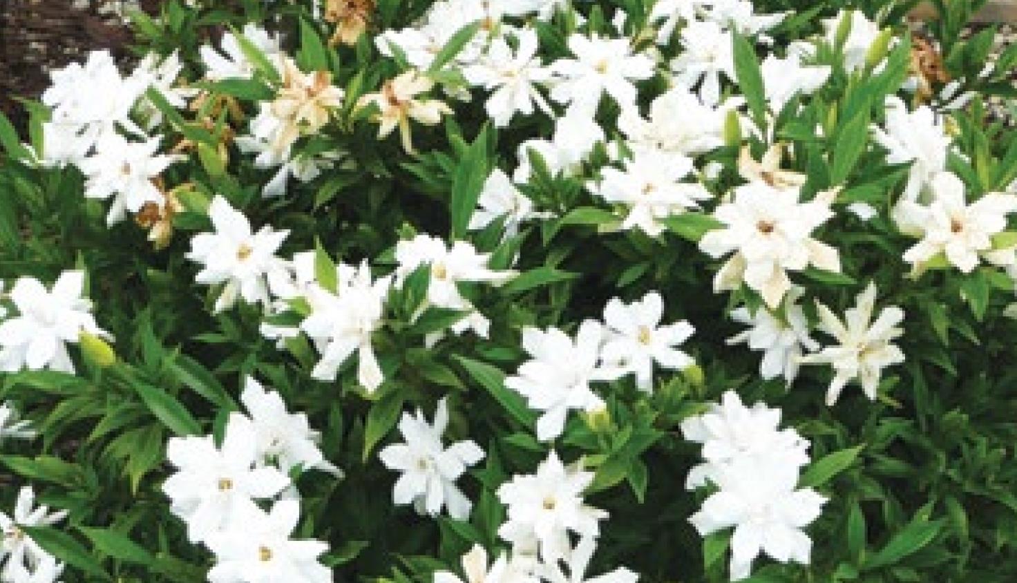 Flowering shrubs for the South