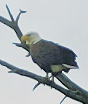 Eagle Eye View