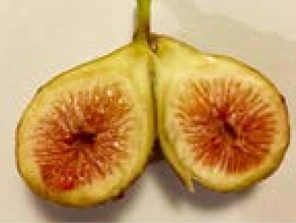 Why won’t my figs ripen?