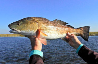 Louisiana officials to reconsider regulations on redfish catch limits