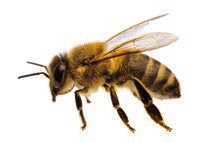 Elton library to present program on honeybees