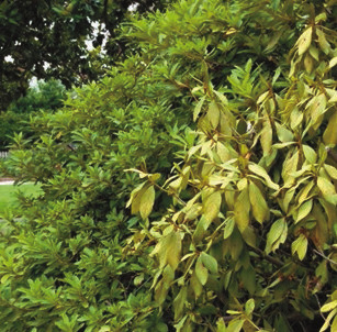 Water wisely: Underwatering, overwatering harmful to plants