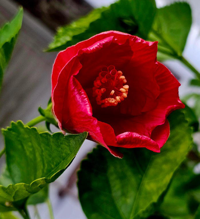 Hardy Hibiscus