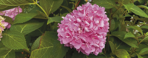 Hydrangeas: A colorful springtime staple for shady Louisiana gardens