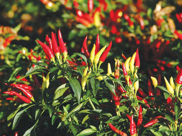 Plant ornamental peppers for spicy fall flair