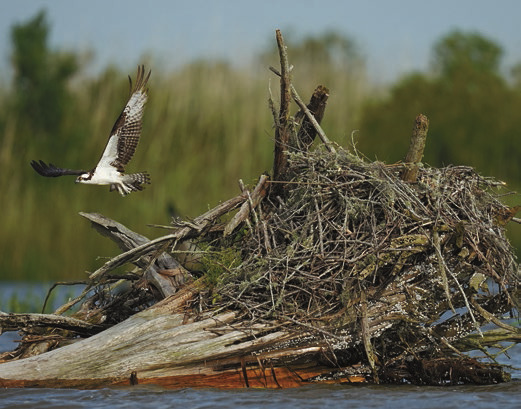 Conservationists try to protect ecologically rich Alabama delta