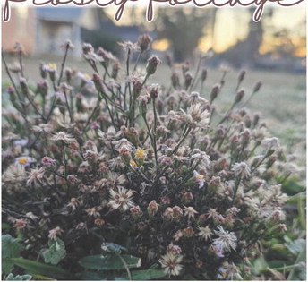Frosty Foliage