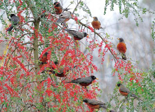 FEEDING OUR FEATHERED FRIENDS