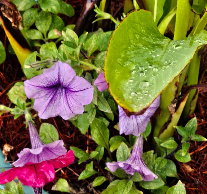 Welcome Watering