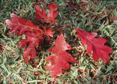 Leave the leaves and join the festivities
