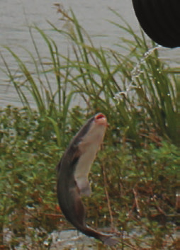 Catfish stocked at local park