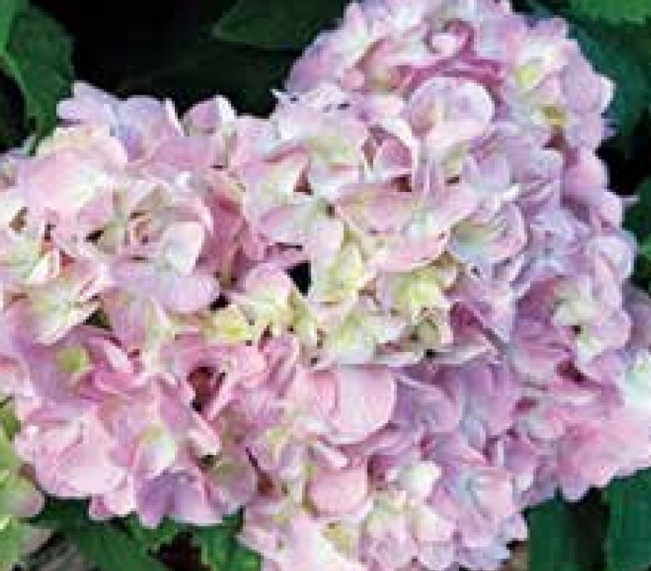 SPRING BRINGS Hydrangea hype