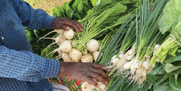 Celebrating Black History Month in the garden
