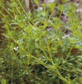 Spring into action: Pull up weeds now to prevent problems later