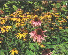 Keep gardens safe in summer heat waves