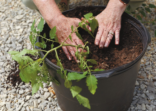 You don’t need a lot of space to enjoy homegrown tomatoes this summer