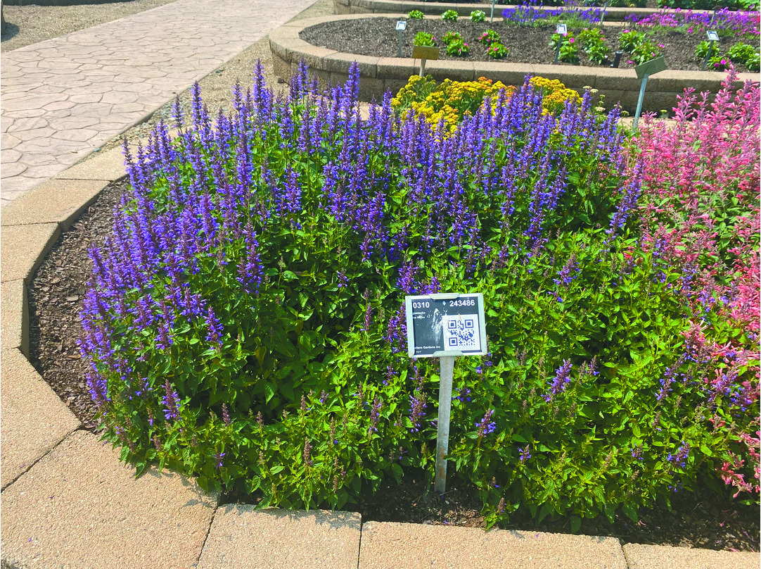 Give your garden a color splash with agastache