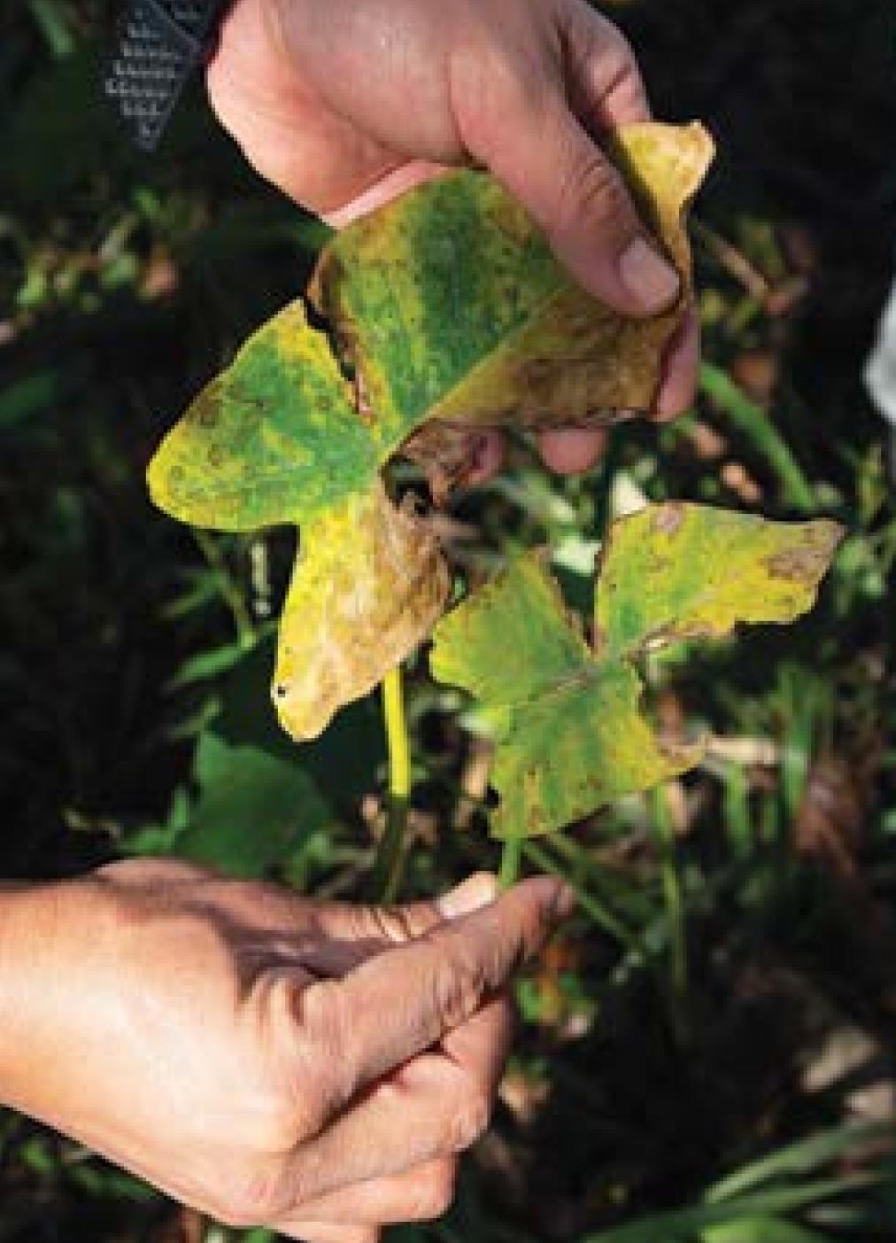 New bug attacks elephant ear plants