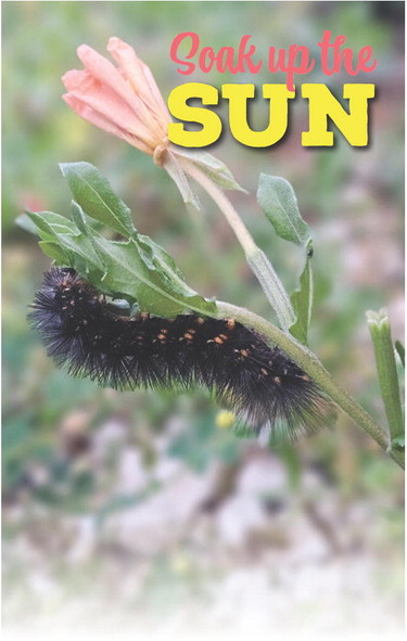 Soak up the SUN